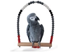 Grijze Roodstaart - Vogelschommel